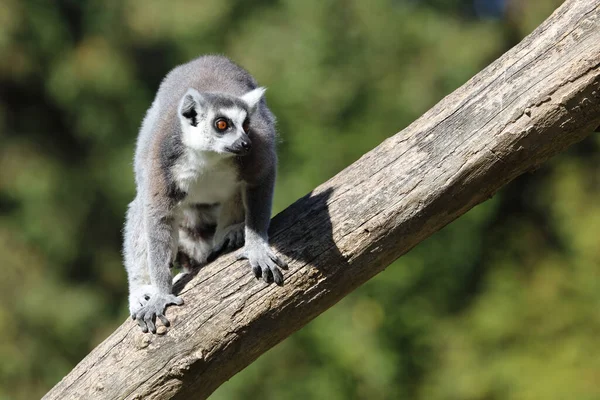 Katta Ring Tailed Lemur Lemur Catta — стокове фото