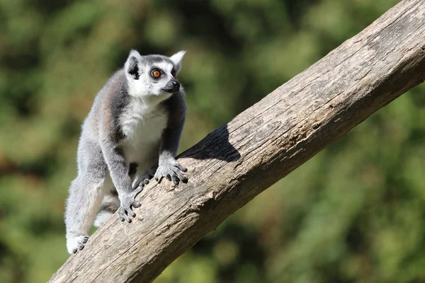 Katta Ring Tailed Lemur Lemur Catta — стокове фото