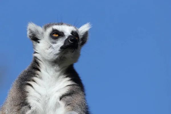 Katta วงแหวนหางเลม Lemur Catta — ภาพถ่ายสต็อก