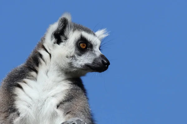 Katta Ring Tailed Lemur Lemur Catta — Fotografia de Stock