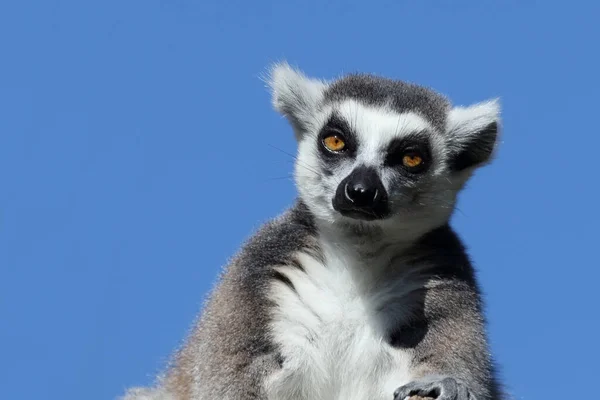 Katta วงแหวนหางเลม Lemur Catta — ภาพถ่ายสต็อก