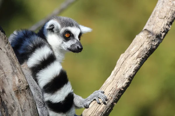 Katta Ring Tailed Lemur Lemur Catta — Stockfoto