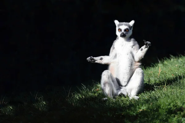 Katta Ring Tailed Lemur Lemur Catta — Zdjęcie stockowe