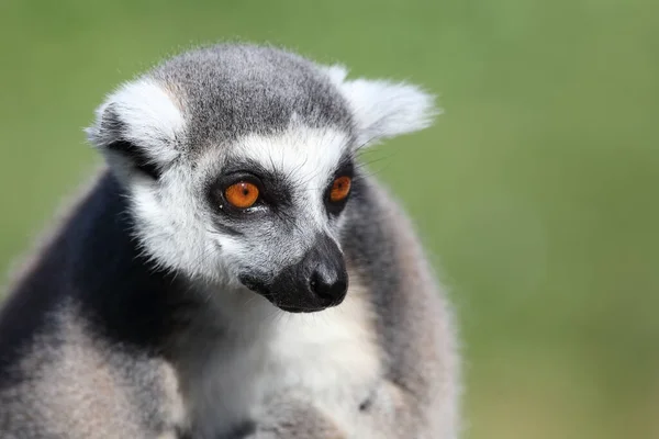 Katta Ring Tailed Lemur Lemur Catta — Stok fotoğraf