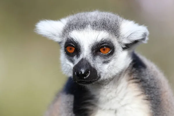 Katta Ring Tailed Lemur Lemur Catta — стокове фото