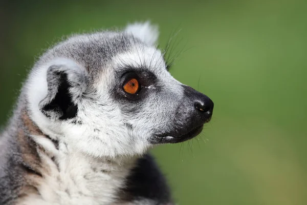 Katta Ring Tailed Lemur Lemur Catta — Stockfoto