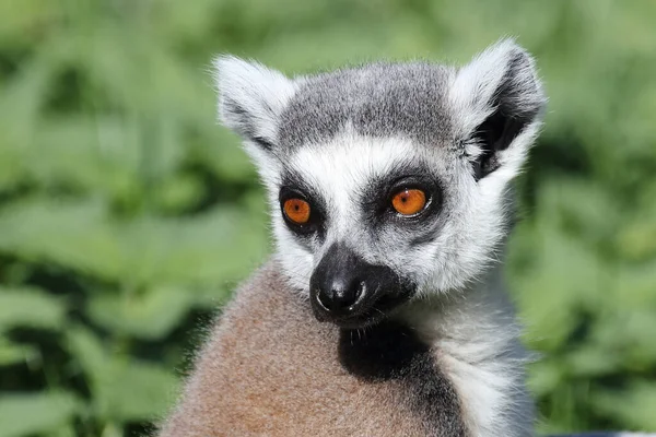 Katta Ring Tailed Lemur Lemur Catta — Zdjęcie stockowe