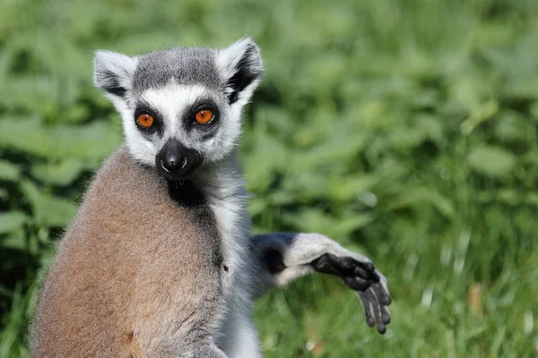 Katta วงแหวนหางเลม Lemur Catta — ภาพถ่ายสต็อก