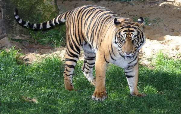 Knigstiger Royal Bengal Tiger Panthera Tigris Tigris — Stock Fotó