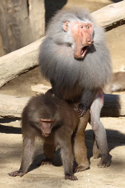 Mantelpavian Hamadryas Baboon Papio Hamadryas — Stock Fotó