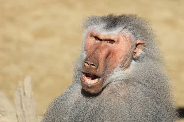 Mantelpavian Hamadryas Baboon Papio Hamadryas — Foto Stock