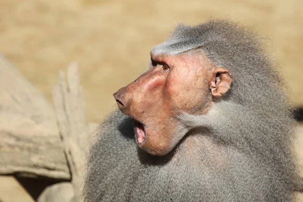 Mantelpavian Hamadryas Baboon Papio Hamadryas — Stock Fotó