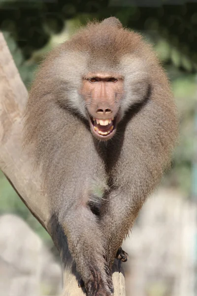 Mantelpavian Hamadryas Baboon Papio Hamadryas — 图库照片