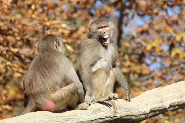 Mantelpavian Hamadryas Baboon Papio Hamadryas — Stock Fotó