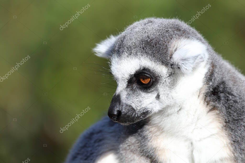 Katta / Ring-tailed Lemur / Lemur catta