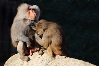 Mantelpavian / Hamadryas Baboon / Papio hamadryas