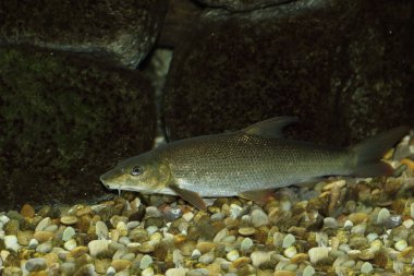 Barbe / Common barbel / Barbus barbus