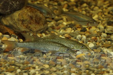 Barbe / Common barbel / Barbus barbus