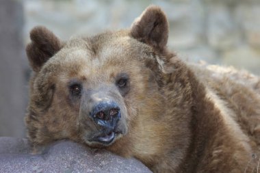 European brown bear/ Ursus arctos 