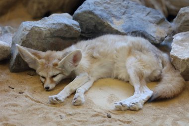 Fennek / Fennec fox / Vulpes zerda - Fennecus zerda