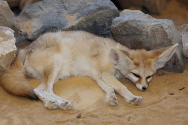 Fennek / Fennec fox / Vulpes zerda - Fennecus zerda