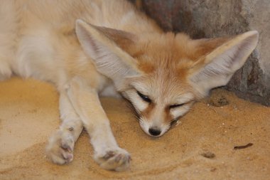 Fennek / Fennec fox / Vulpes zerda - Fennecus zerda
