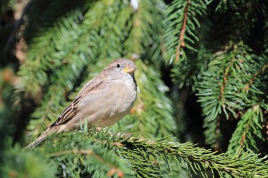 Hausspatz / House sparrow / Passer domesticus