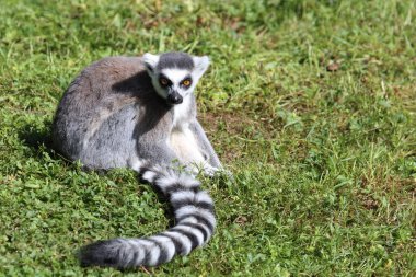 Katta / Ring-tailed lemur / Lemur catta