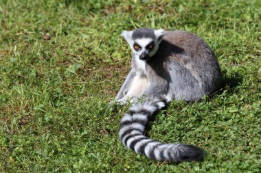 Katta / Ring-tailed lemur / Lemur catta