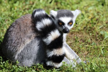 Katta / Ring-tailed lemur / Lemur catta
