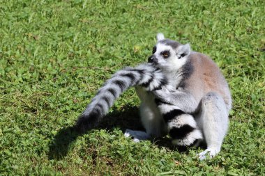 Katta / Ring-tailed lemur / Lemur catta