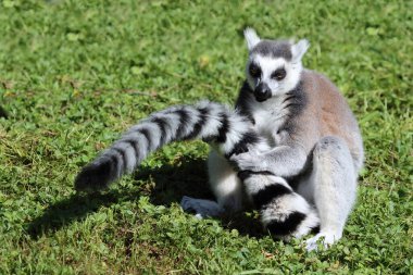 Katta / Ring-tailed lemur / Lemur catta