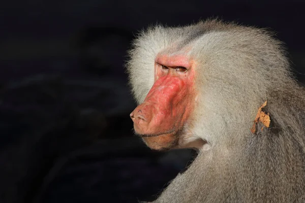 Mantelpavian Hamadryas Baboon Papio Hamadryas — Foto Stock