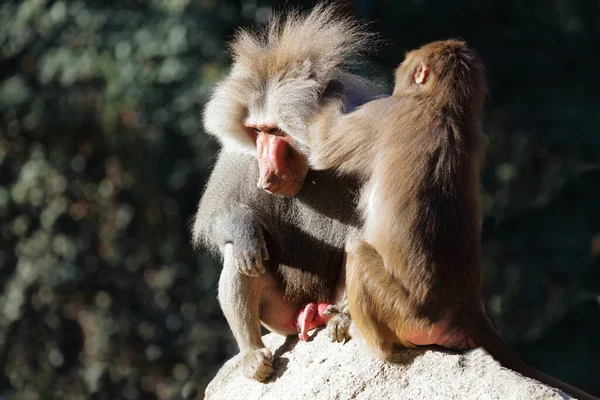 Mantelpavian Hamadryas Baboon Papio Hamadryas — Stock Photo, Image