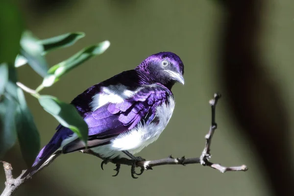 Amethystglanzstar Violet Backed Starling Cinnyricinclus Leucogaster — Fotografia de Stock