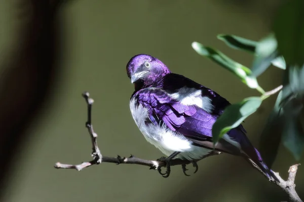 Amethystglanzstar Violet Backed Starling Cinnyricinclus Leucogaster — Fotografia de Stock