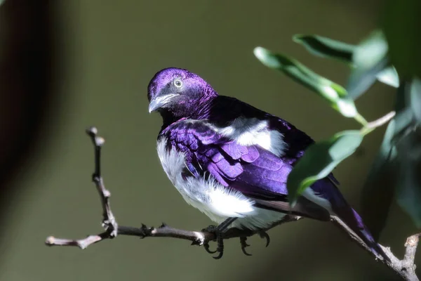 Amethystglanzstar Violet Backed Starling Cinnyricinclus Leucogaster — 스톡 사진