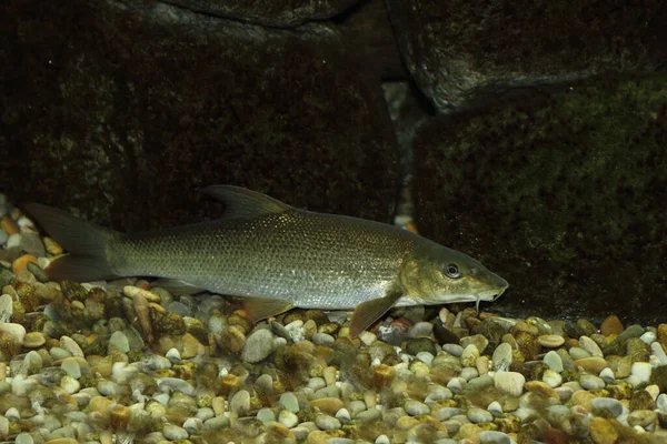 Barbe Common Barbel Barbus Barbus — стокове фото