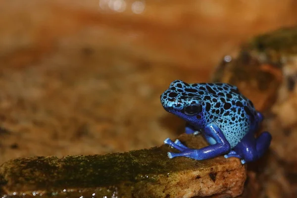 Blauer Baumsteiger Blue Poison Dart Frog Dendrobates Tinctorius Azureus — kuvapankkivalokuva