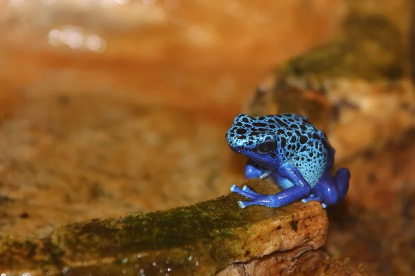 Blauer Baumsteiger Blue Poison Dart Frog Dendrobates Tinctorius Azureus —  Fotos de Stock