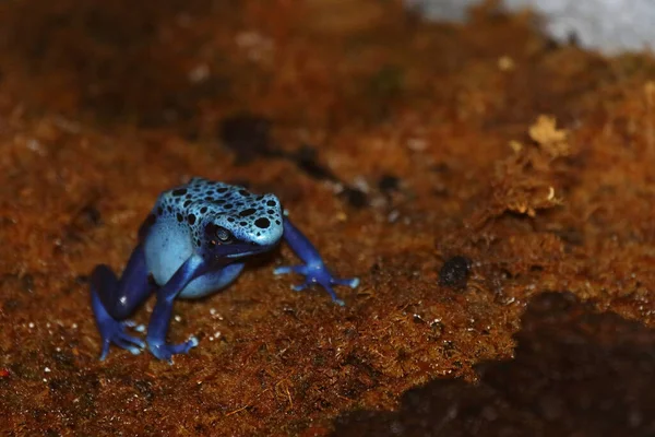 Blauer Baumsteiger Blue Poison Dart Frog Dendrobates Tinctorius Azureus — ストック写真