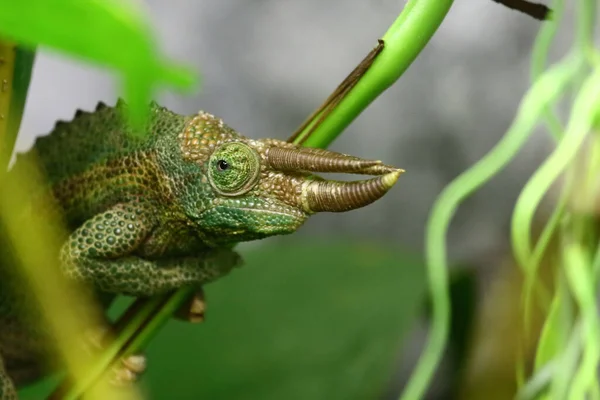 Jackson Chameleon Trioceros Jacksonii Xantholophus — Photo