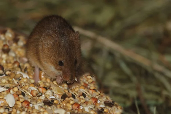 Eurasische Zwergmaus Eurasian Harvest Mouse Micromys Minutus — Stock Photo, Image
