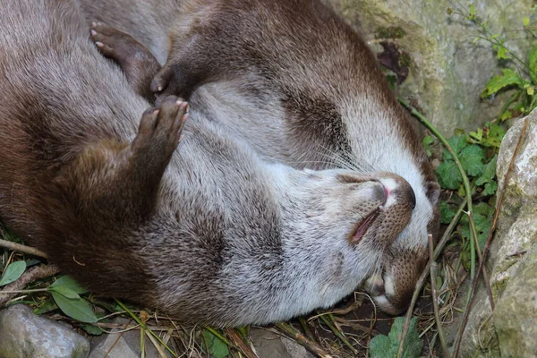 Eurasischer Fischotter Eurasien Otter Lutra Lutra — ストック写真