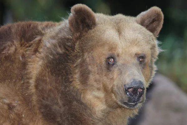 European Brown Bear Ursus Arctos — Stockfoto
