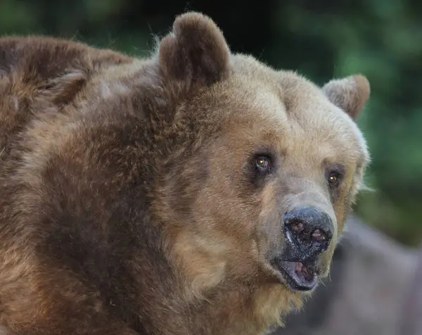 European Brown Bear Ursus Arctos — Stok fotoğraf