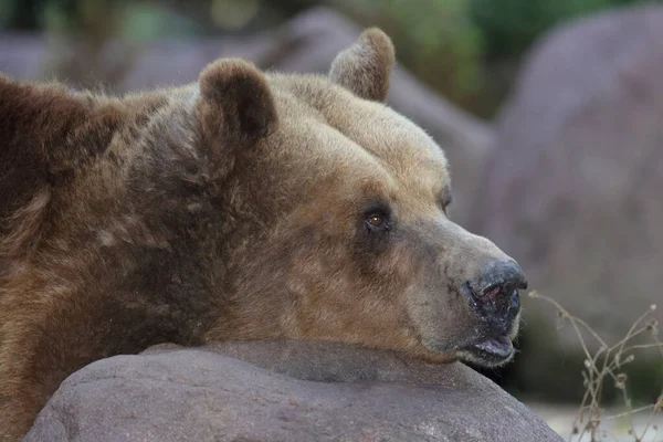 European Brown Bear Ursus Arctos — Φωτογραφία Αρχείου