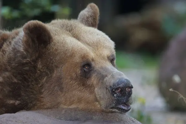 European Brown Bear Ursus Arctos — стоковое фото