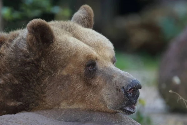 European Brown Bear Ursus Arctos — Φωτογραφία Αρχείου