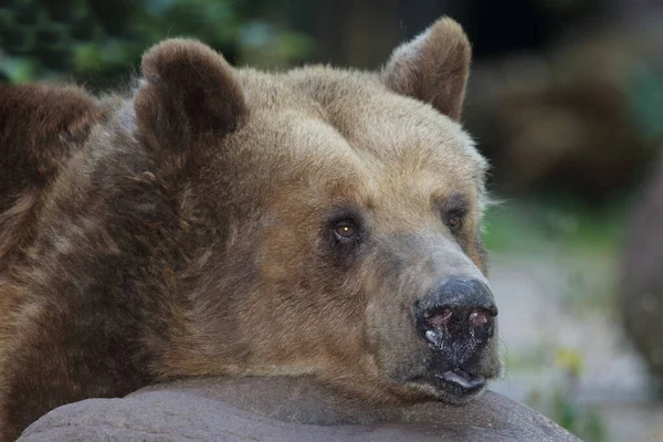 European Brown Bear Ursus Arctos — ストック写真